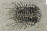 Spiny Koneprusia Trilobite - Top Quality Specimen #251049-2